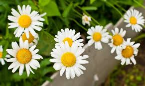 ромашка от аллергии