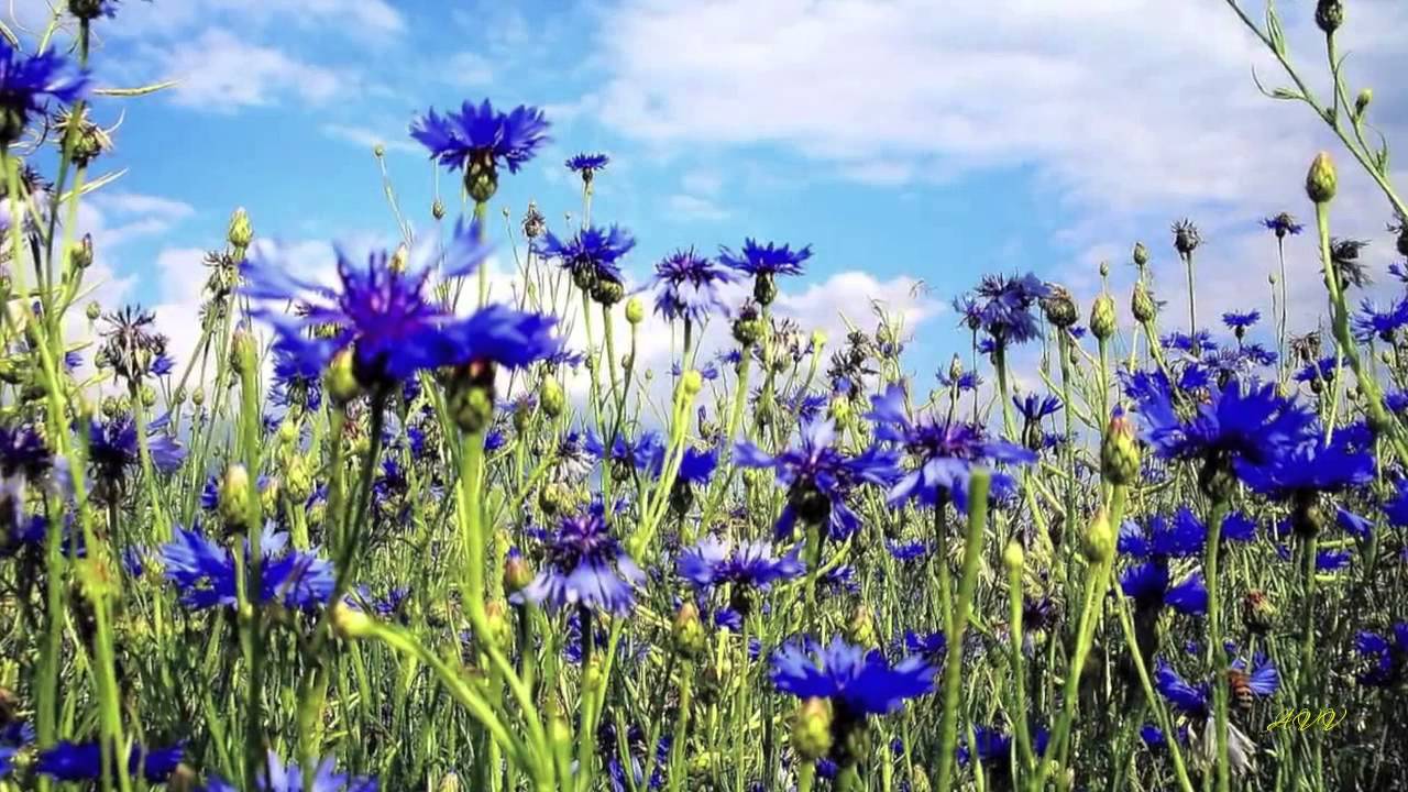 васильки для лечения