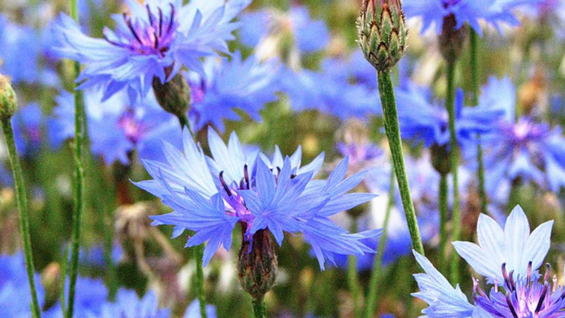 васильки для лечения покраснений