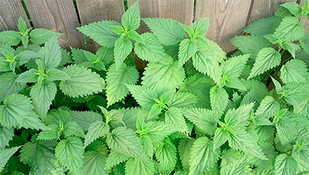 крапива для глаз