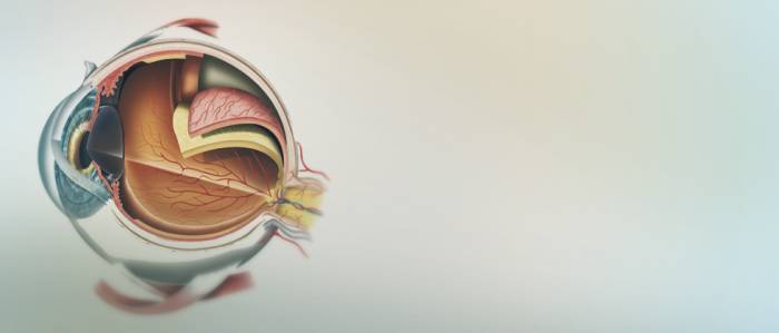 глаз в разрезе