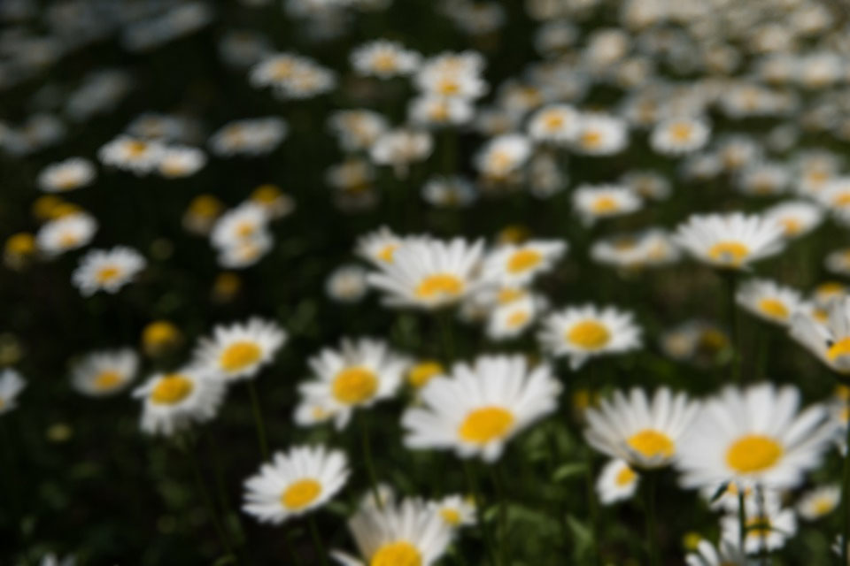 цветы при астигматизме